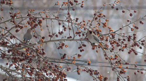 Cedar waxwing birds perching on crab apple tree