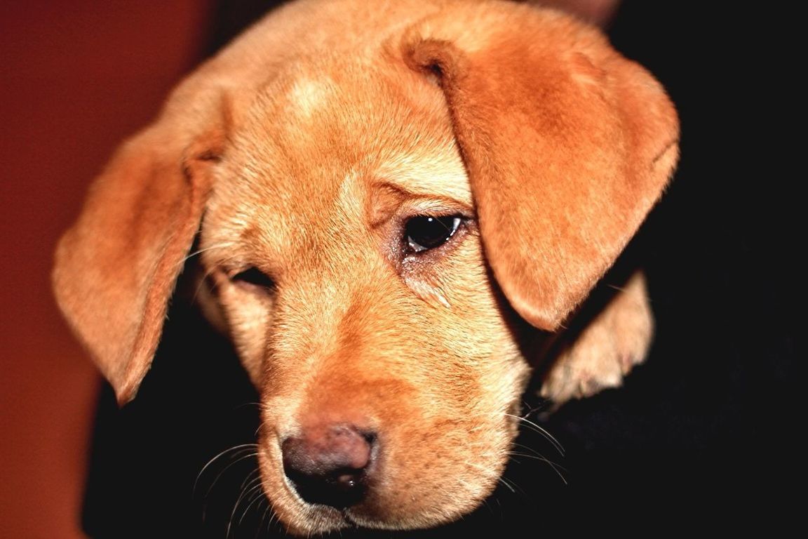 animal themes, one animal, animal head, mammal, domestic animals, close-up, portrait, dog, animal body part, looking at camera, focus on foreground, pets, snout, brown, front view, no people, zoology, animal, animal nose