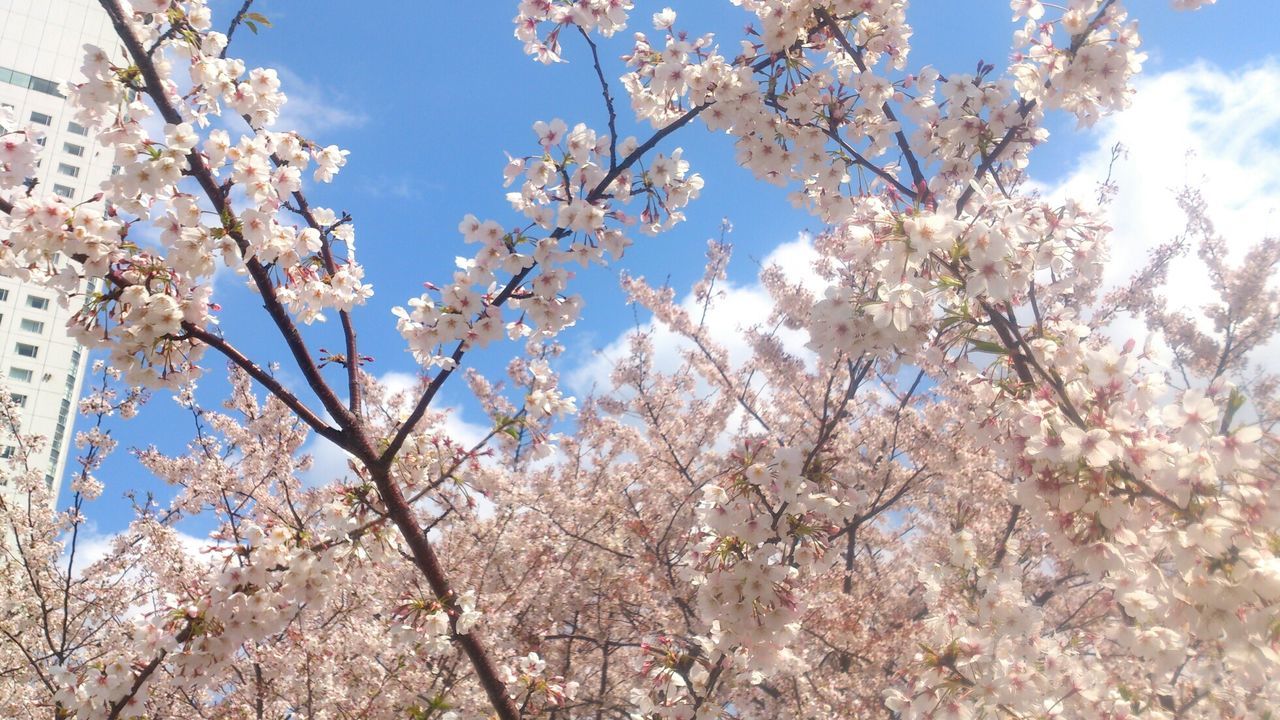 flower, freshness, tree, branch, low angle view, cherry blossom, blossom, growth, fragility, beauty in nature, cherry tree, nature, springtime, sky, in bloom, blooming, white color, fruit tree, orchard, petal