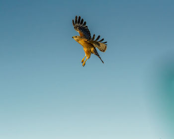 Low angle view of eagle flying in sky