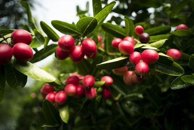 Close-up of cherries growing on tree