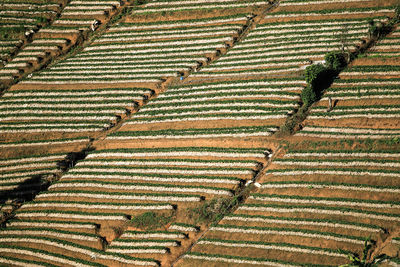 High angle view of agricultural field