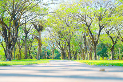 Empty road amidst trees