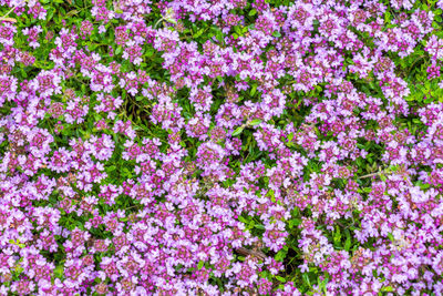 Full frame shot of pink flowers