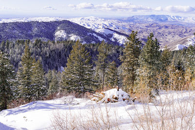 View of an animal on snow covered land