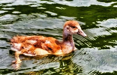 Reflection of trees in water