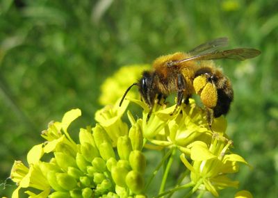 Close-up of bee on flower