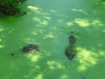 High angle view of fishes swimming in water