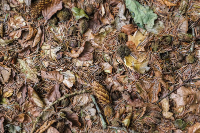 Full frame shot of dried leaves