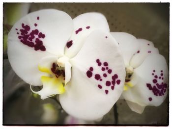 Close-up of flowers