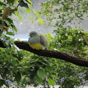 Bird perching on tree