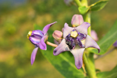 Close-up of purple flowering plant