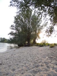 Scenic view of trees