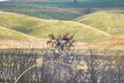 Bird flying over a field