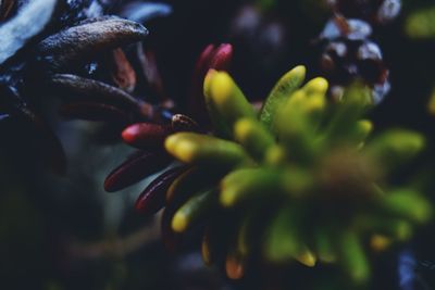 Close-up of flowering plant