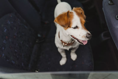 High angle view of dog looking away