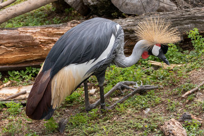 View of birds on field