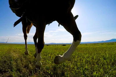 View of a horse on field