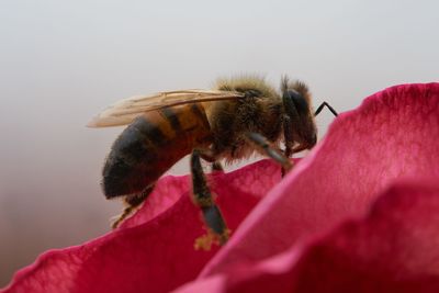 Close-up of bee pollinating flower