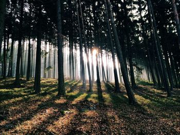 Beautiful image of tall trees and sunlight