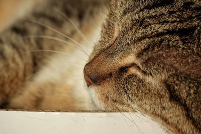 Close-up of cat