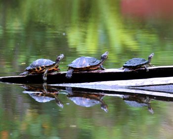 Ducks swimming in lake