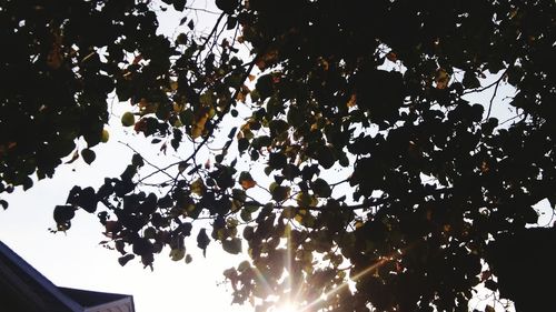 Low angle view of tree against sky at night