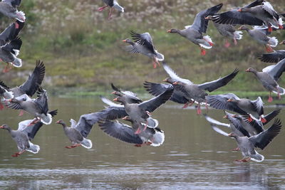 Flock of birds flying