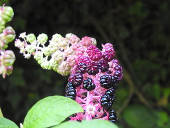 Close-up of pink flowering plant