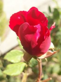 Close-up of pink rose