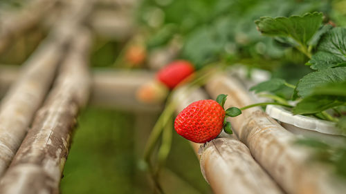 Close-up of strawberry growing outdoors