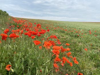 Scenic view of flowering plants on field against sky