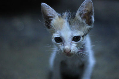 Close-up portrait of cat with kitten