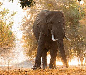 Elephant walking in a forest