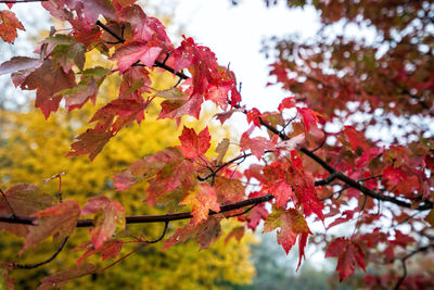 Low angle view of maple tree