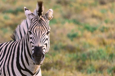 View of a zebra