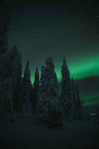 Low angle view of trees against sky at night