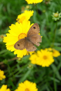 Close-up of butterfly pollinating on yellow flower