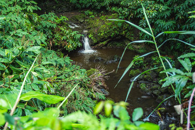 Scenic view of waterfall in forest