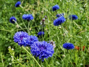 Close-up of purple flowering plants on field