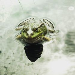 Close-up of turtle swimming in lake