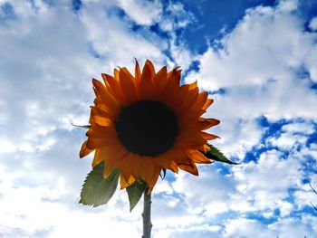 Low angle view of sunflower blooming against sky