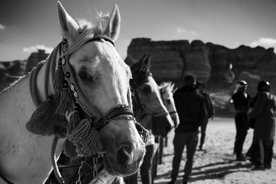 Panoramic view of horse