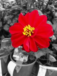 Close-up of red flower blooming outdoors