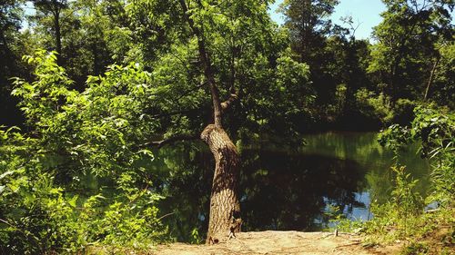 Trees in forest