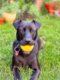 Portrait of dog on field