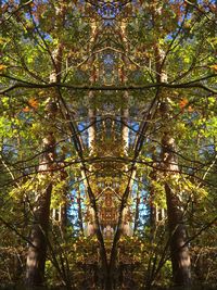 Low angle view of trees in forest