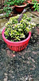 High angle view of potted plants in yard
