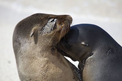 Closeup portrait of two galapagos fur seals arctocephalus galapagoensis kissing galapagos islands. 