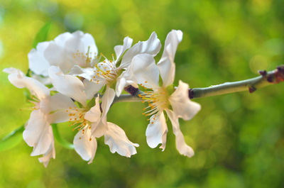 Close-up of white flowers